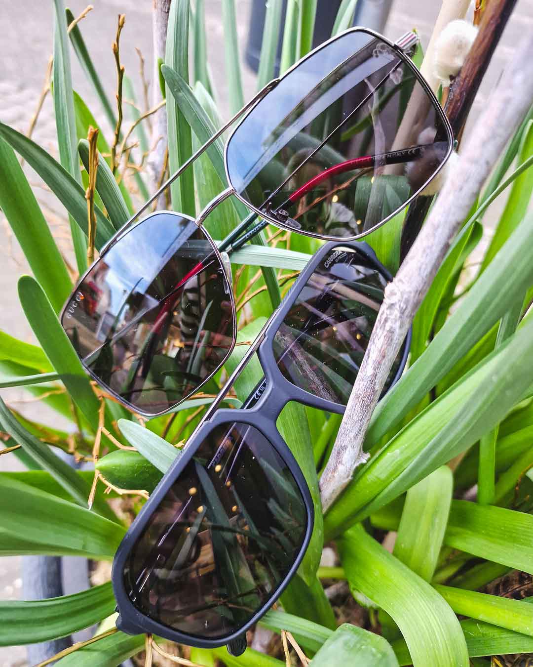 Sonnenbrillen in Grünpflanze